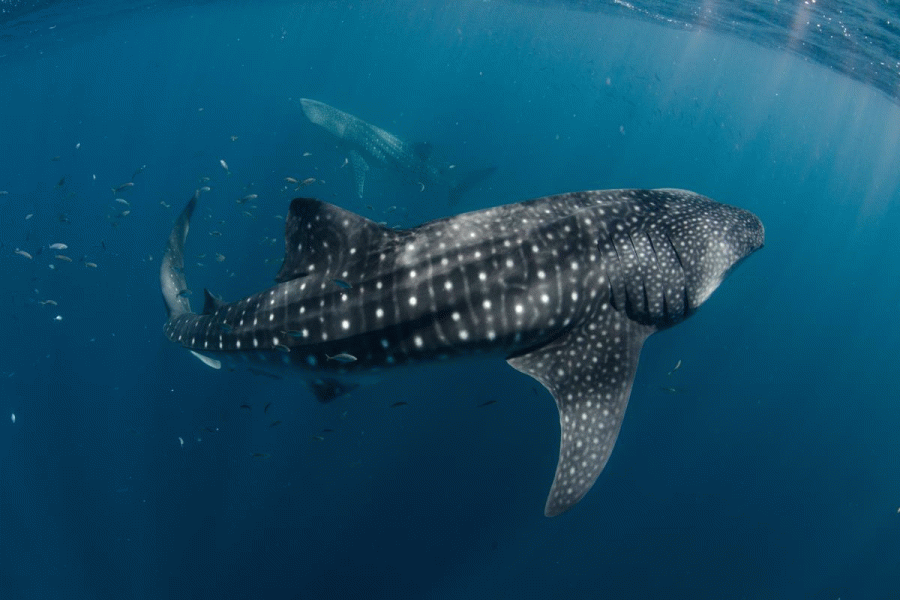 Ningaloo Marine Park